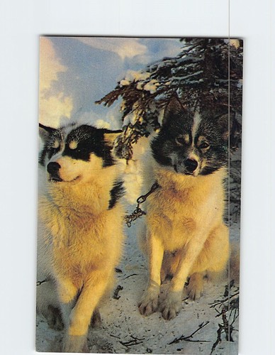 Postcard alaskan husky sled - postcard,